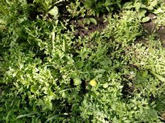 Myosotis sparsiflora