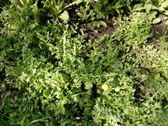 Myosotis sparsiflora