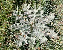 Cirsium vulgare