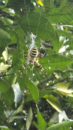 Wasp Spider