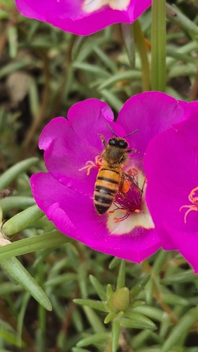 Western Honey Bee