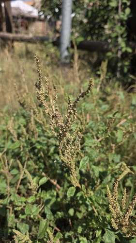 Amaranthus viridis, photograph 6