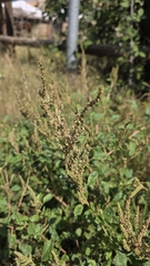 Amaranthus viridis, photograph (c) Christoph Moning, some rights reserved (CC BY)