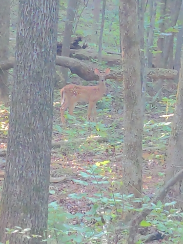 White-tailed Deer observed by golantrevize