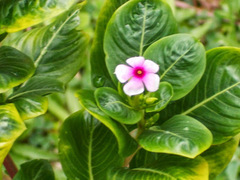 Catharanthus roseus