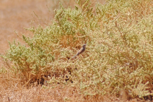 iNaturalist image