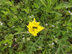 Acmaeodera ornatoides