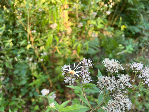 Jersey Tiger