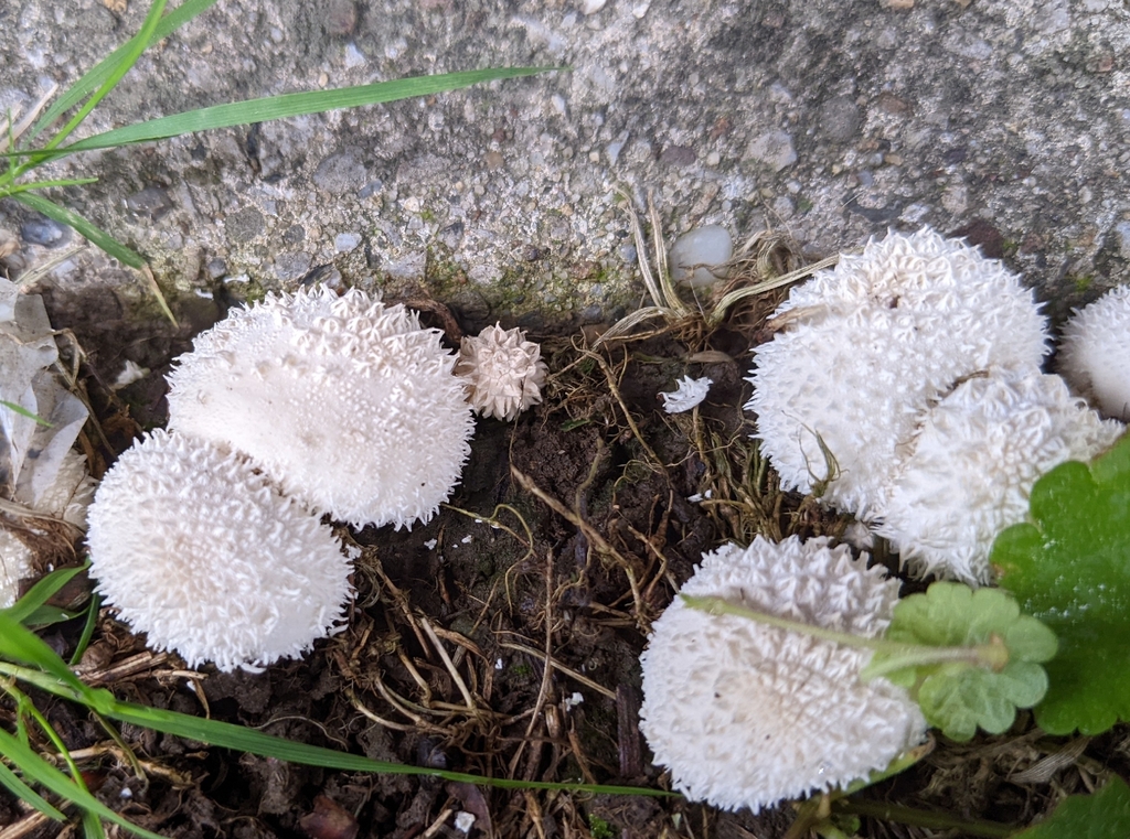 Curtis's Puffball · August 2026 · photo: Photo: (c) Dan Yockel, some rights reserved (CC BY) · iNaturalist