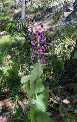 Streptanthus maculatus