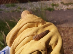 Xestia xanthographa