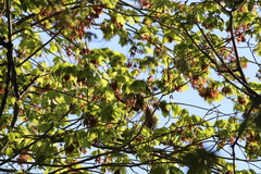 Sciurus carolinensis pennsylvanicus