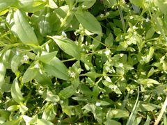 Stellaria media