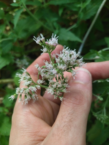 hemp agrimony