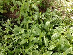 Myosotis sparsiflora