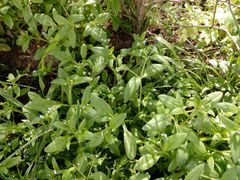 Myosotis sparsiflora