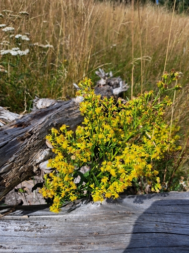 European goldenrod