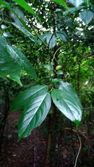 Rhamnus formosana