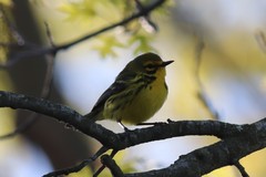 Setophaga discolor discolor