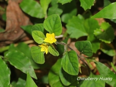 Lysimachia japonica