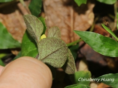 Lysimachia japonica