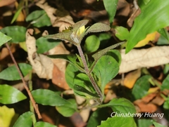 Lysimachia japonica