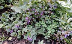 Glechoma hederacea