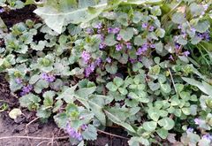 Glechoma hederacea