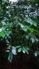 Rhamnus formosana