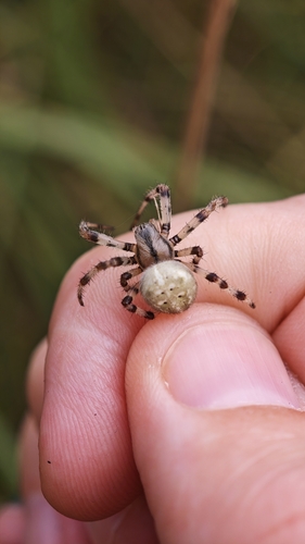Four-spot Orbweaver