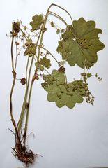 Alchemilla lindbergiana