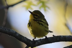 Setophaga discolor discolor