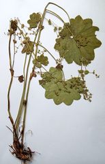 Alchemilla lindbergiana