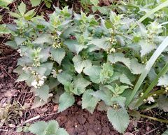 Lamium album