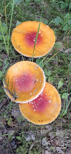 Fly Agaric