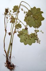 Alchemilla lindbergiana