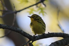 Setophaga discolor discolor