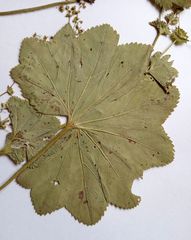 Alchemilla lindbergiana