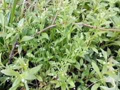 Myosotis sparsiflora