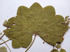 Alchemilla lindbergiana