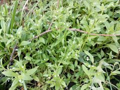 Myosotis sparsiflora