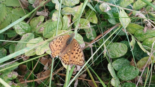High Brown Fritillary