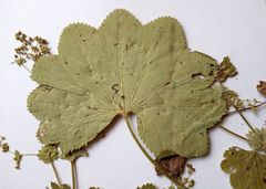 Alchemilla lindbergiana