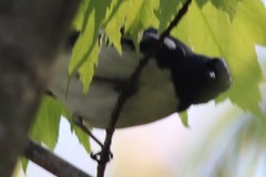 Setophaga caerulescens caerulescens