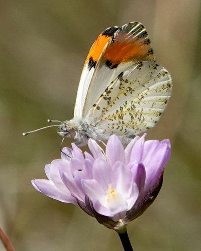 Sara Orangetip