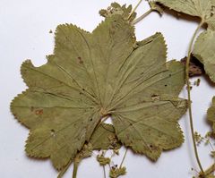 Alchemilla lindbergiana