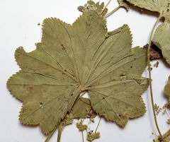 Alchemilla lindbergiana