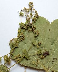 Alchemilla lindbergiana