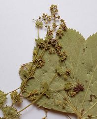 Alchemilla lindbergiana