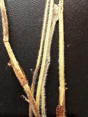 Alchemilla lindbergiana